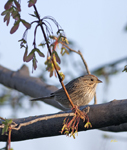 Lincolns Sparrow 9921